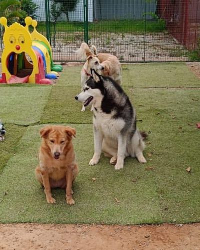 Dog Boarding & Daycare