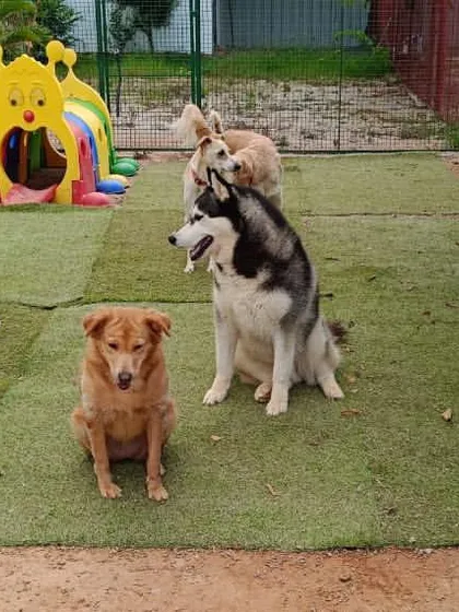 A quick break from playing..... Here are some of our guests just chilling together. It's so important for them to learn how to socialize and be comfortable around other dogs.