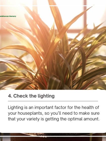 Checking the lighting is a critical step in saving a struggling plant. We make sure every plant gets the optimal amount of light for its variety, whether it's bright sun or a shady spot.