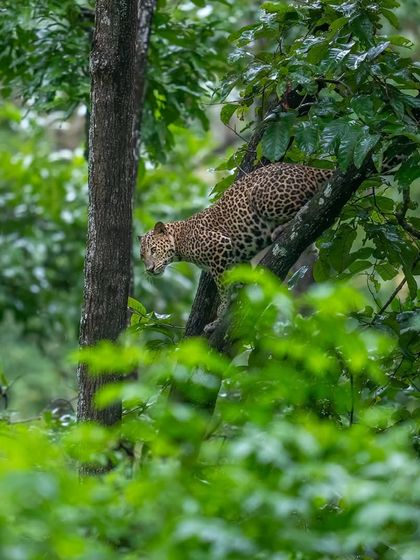 A leopard peers down from its perch in a rain-drenched tree. The vibrant greens of the monsoon create a stunning contrast with the cat's spotted coat, offering rich photographic opportunities.