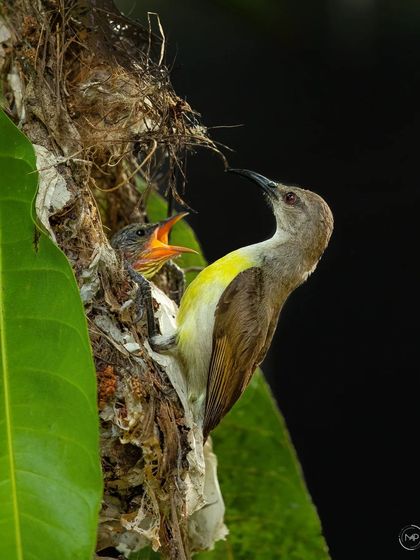 This series documents the nesting of a Purple-rumped Sunbird in my own backyard. It was a privilege to watch the mother bird tirelessly feed her chicks until they successfully fledged the nest.