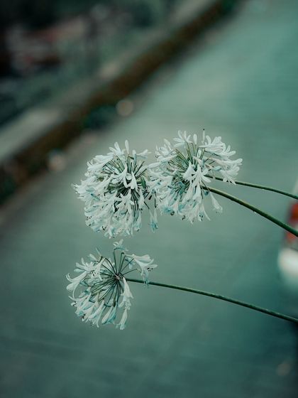 Garima Bhaskar - Photography Services Travel Diaries: Global & Local photo 115