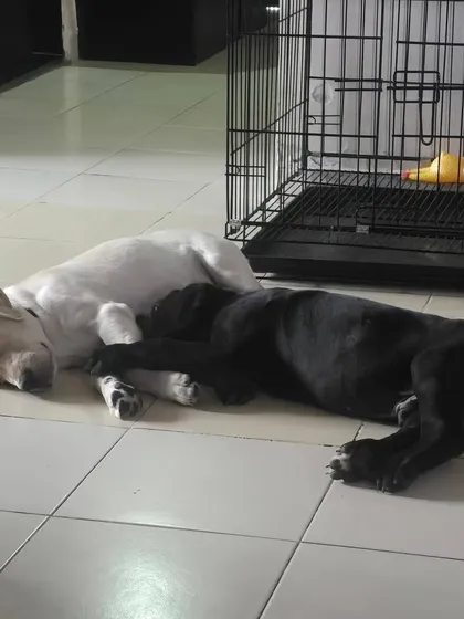 A peaceful moment showing two dogs resting together near a crate. This illustrates the harmony that proper training and a safe environment can bring to a multi-pet household.