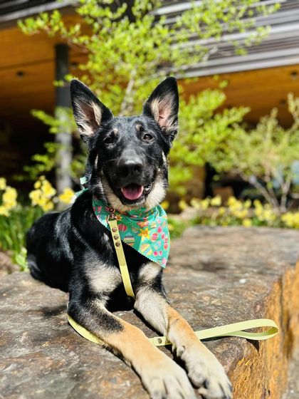 Tulsa Dog Trainer - Immersive Board & Train Programs Board & Train Graduates photo 55