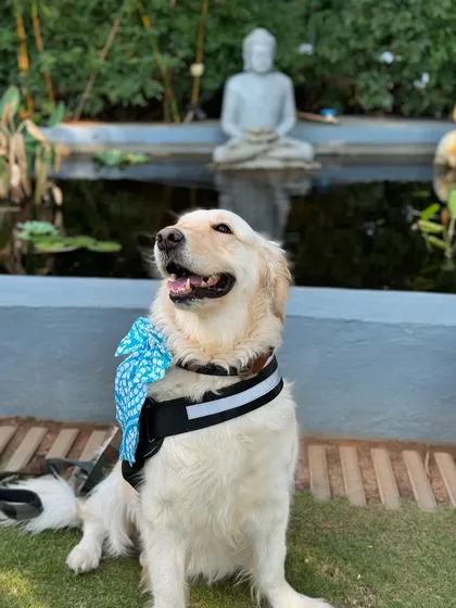 Posto's friend looking majestic and happy.