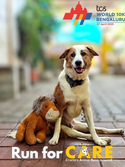 Charlie's Animal Rescue Centre - Community Outreach & Education Community Fundraising Events photo 19