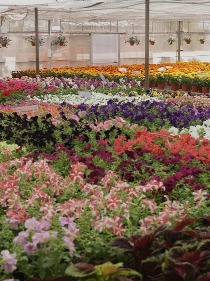 Welcome to our farm, where we've been planting seeds of happiness since 1965. This sea of Petunias is just a glimpse into the vast variety and quality we cultivate through decades of horticultural expertise.