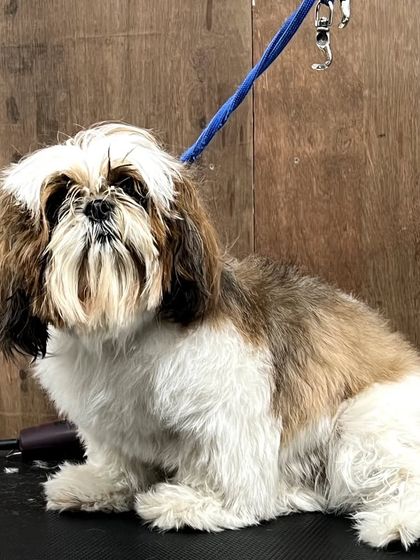 Pets Forever - Full Service Dog Grooming Shih Tzu Styling: My Specialty photo 24