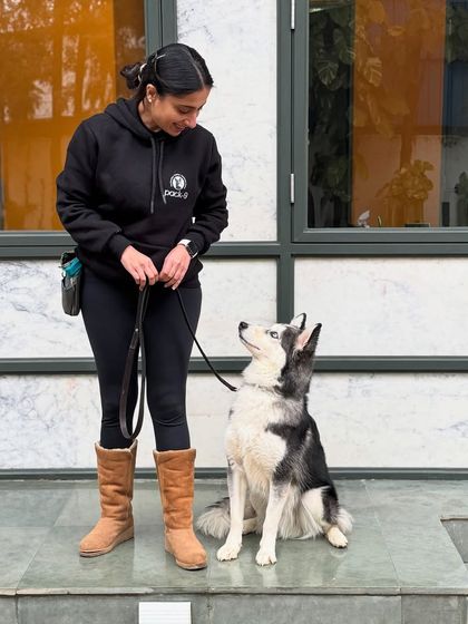 Obi the Husky, who came to us with anxiety and fear, now holding a calm and focused sit. Building confidence through clear communication is key for nervous dogs.