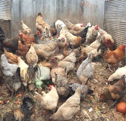 A warm winter day means happy, active chickens. Here they are, packed into one of the compost bays and feasting on food scraps. This is a perfect illustration of closing the loop from table back to farm.