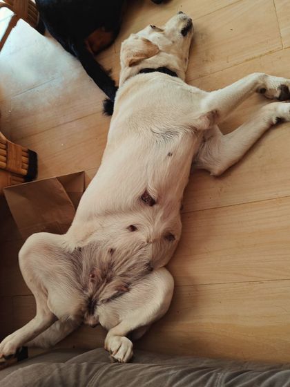 Poulomi Dhar - Dog Boarding & Daycare The Heart of Our Home: My Pack, Fosters & Family photo 5