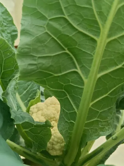 Different angles of our beautiful cauliflower, showing how perfectly it forms in a soil-free environment.