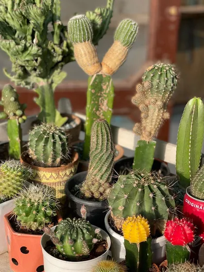 Another view of my diverse cactus collection, showcasing different shapes, sizes, and colours. From the tall grafted ones to the small, round ones, each has its own unique character.