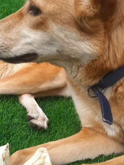 Snugglys Paw House - Pet Daycare The Play Yard: Our Big, Green Backyard photo 12