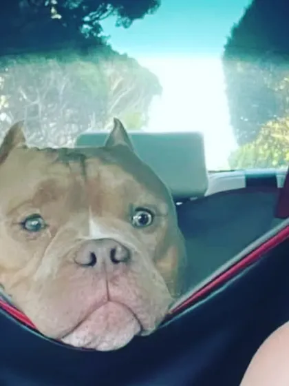 We provide practical solutions for pet parents, like this comfortable and secure car seat hammock. It's the perfect travel accessory to ensure your dog stays safe and your car stays clean during long drives.