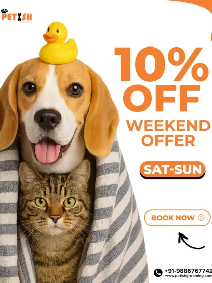 Petish Grooming - Mobile Grooming for Dogs & Cats Special Offers & Festive Deals photo 6