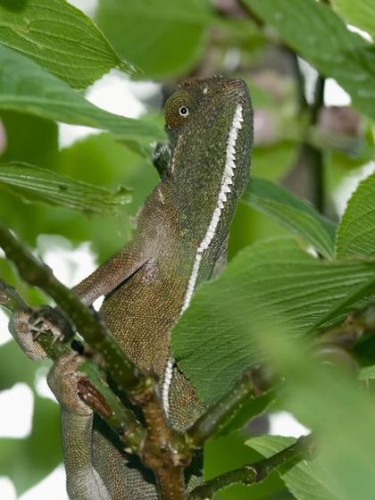 Masters of Deception photo 5