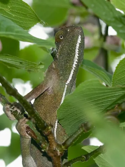 The chameleon's legendary color-changing prowess is on display as it begins to shift its shade to match the surroundings. The monsoon weeks are the best time to try and spot one.