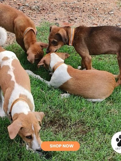 Tiny paws, big safety. I was so excited to launch my first-ever reflective collars specially sized for puppies, so even the little ones can be seen and safe.
