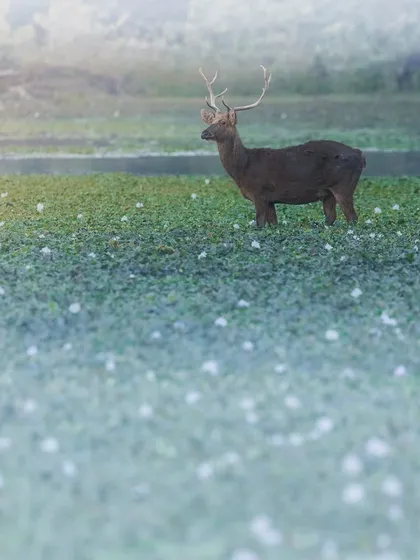 A Sambar deer in a field of flowers in Kaziranga. This shows that you can find beauty in the details, not just the big cats.