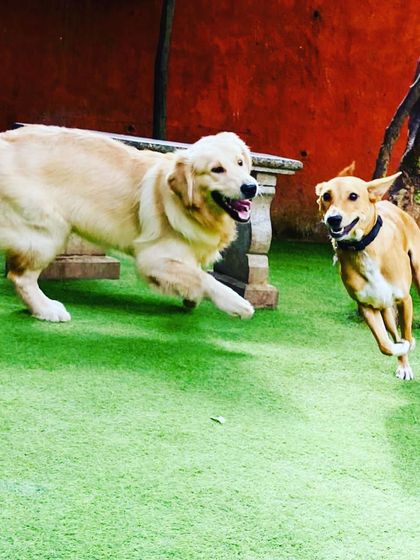 Becky's Bow Wow House - Dog Boarding (Overnight & Long-Term) Our Happy Place: Yard & Play Areas photo 18