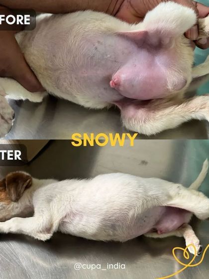 Cupa - Emergency Animal Rescue & Treatment Our Impact in Numbers photo 18