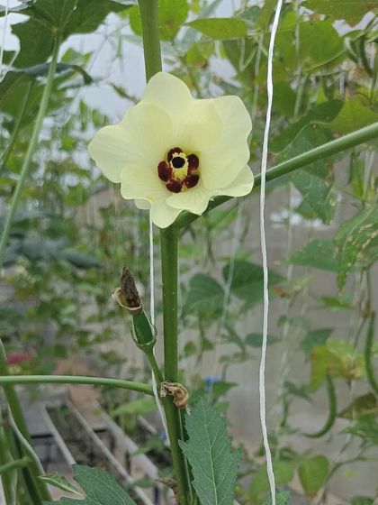 A look at some of the more unique varieties we grow, like okra flowers, red cabbage, and Tongues of Fire beans.