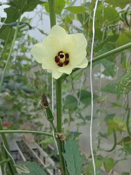 A look at some of the more unique varieties we grow, like okra flowers, red cabbage, and Tongues of Fire beans.