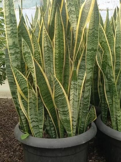 Large floor-standing Snake Plants in simple pots. These make a great statement piece and are almost impossible to kill.