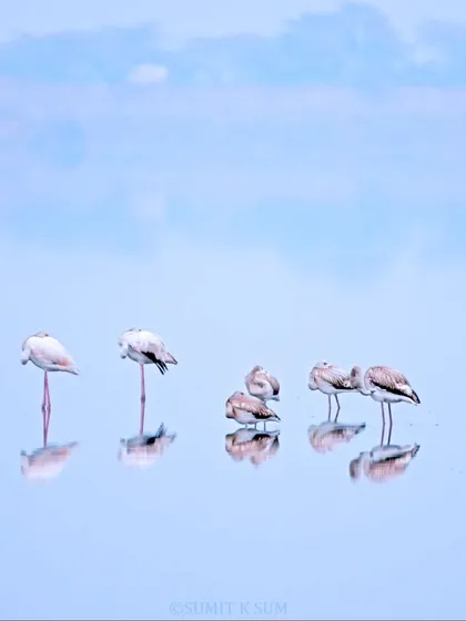 The same flock of flamingos, this time in a high-key, ethereal blue tone, creating a dreamy, artistic image.