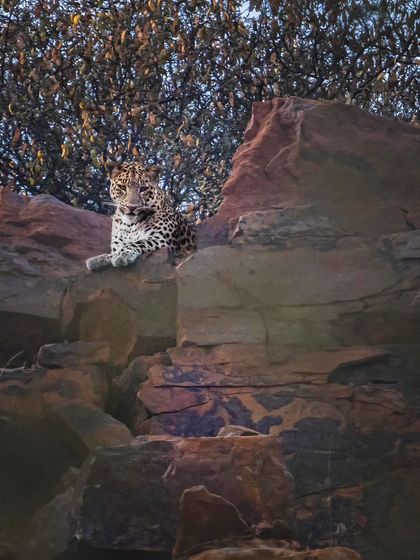 After years of tracking, we've lost count of the individual leopards we've seen. Each sighting reinforces the importance of studying this little-known population.