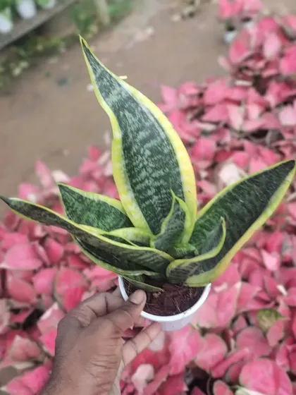 This is a dwarf variety of the Snake Plant (Sansevieria). It's one of the toughest houseplants you can find and is excellent at purifying the air, even at night.