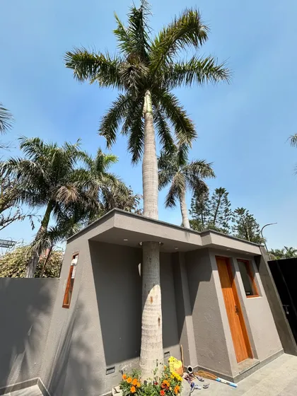 A detail of the guardhouse at Gulmohar Farmhouse, where the roof is built around a mature palm tree. This small architectural gesture demonstrates a deep respect for the site's existing landscape.