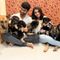 Pet Home Boarding