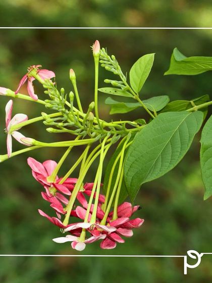 Our Native Plant Showcase photo 18