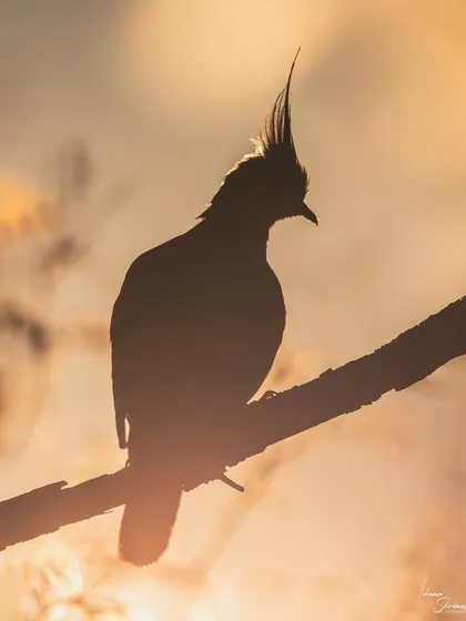 To get this shot of a Crested Pigeon in Melbourne, I had to find a small window through a bush to get a clean background. I waited for the golden hour light to perfectly backlight the bird, creating a warm silhouette that highlights its unique crest.