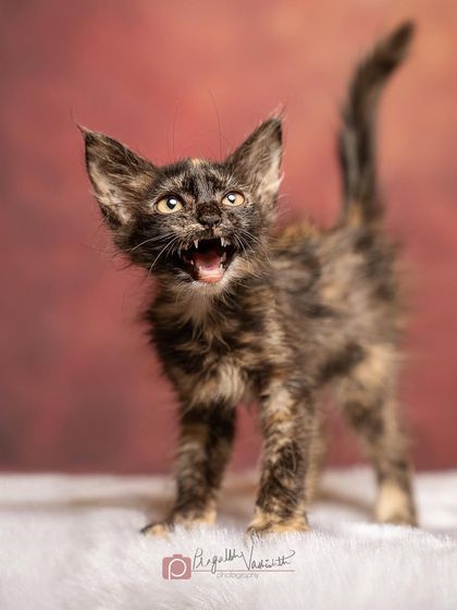 Pragalbh - Animal Rescue & Advocacy Photography Adoption Portfolios: Soulful Portraits for a Second Chance photo 3