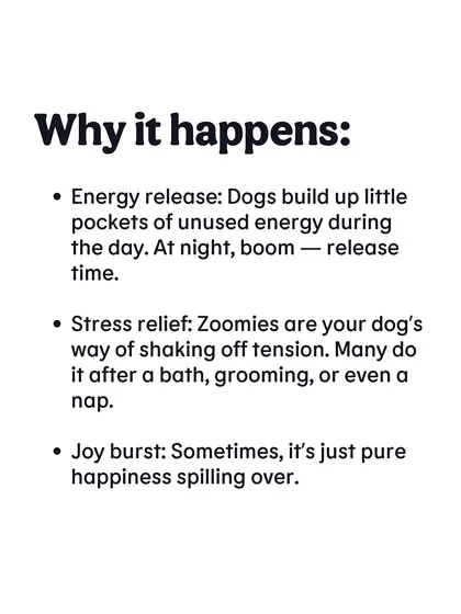 So why do zoomies happen? It can be a release of pent-up energy, a way to shake off stress, or just a burst of pure, unfiltered joy.