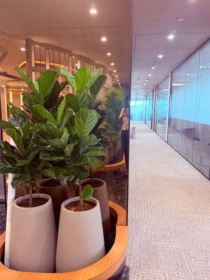 A Fiddle Leaf Fig reflected in a mirrored column at the VeArc office. This use of reflection doubles the visual impact of the plant, making it a key feature in the corridor.