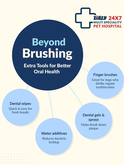 Zigly - Veterinary Services Specialized Care: Arthritis, Dental & Mobility photo 17