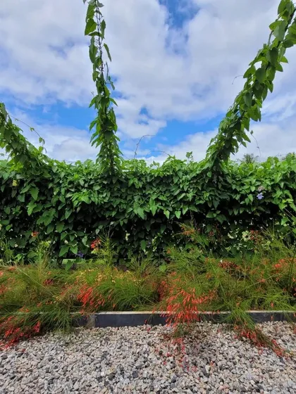 Creeping vines are beginning to climb the support structure of this green wall. The combination of the delicate gravel ground cover, the fiery red plants, and the climbing vines creates a rich tapestry of textures.