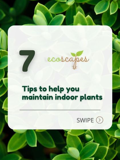 Ecoscapes Landscaping - Urban Gardening & Green Walls Urban Gardening Guides photo 19