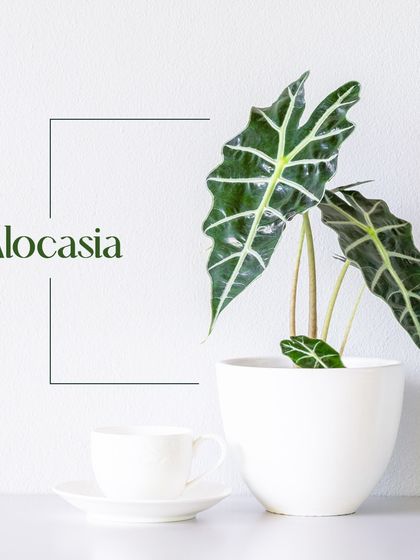 Plants for Every Need photo 15