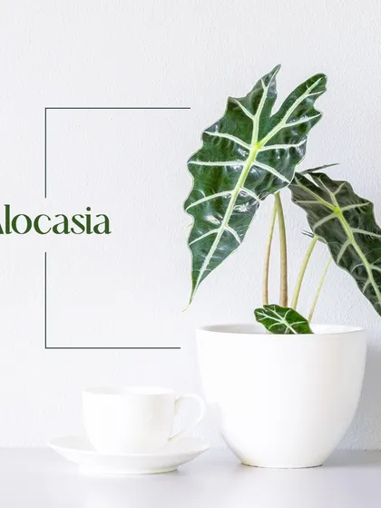 The Alocasia, with its striking, arrow-shaped leaves and prominent veins, is a true showstopper. It adds a bold, architectural element to any modern interior.