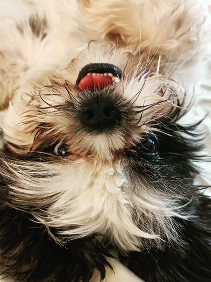 Jazzy's Pet Care - In-Home Dog Boarding Cozy Corners & Nap Time photo 25