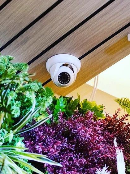 A dome camera installed discreetly amidst some decorative plants. We can make your security system blend in with your decor.