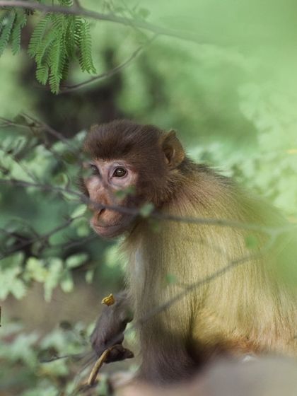 Manya Upadhyay - Travel & Documentary Photography Wildlife Encounters photo 45