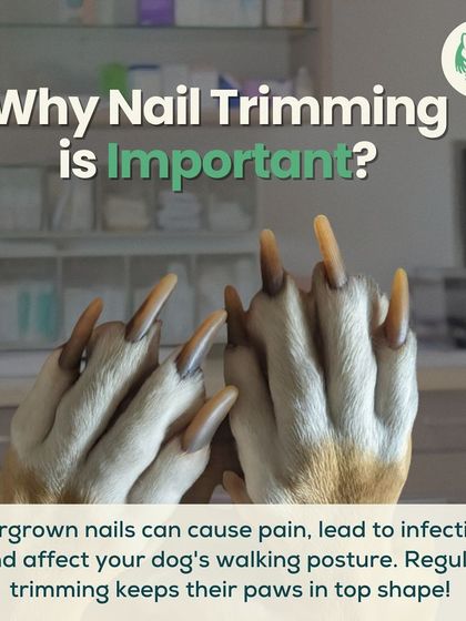 Furever Safe - Mobile Pet Grooming Expert Tips for Pet Parents photo 4