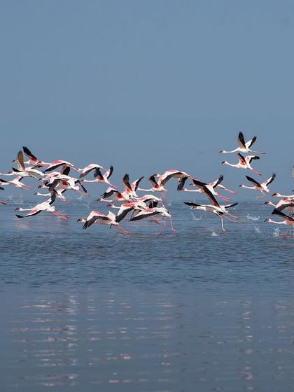 A line of flamingos skimming the water's surface as they take off, a dynamic action shot from a year-end tour.
