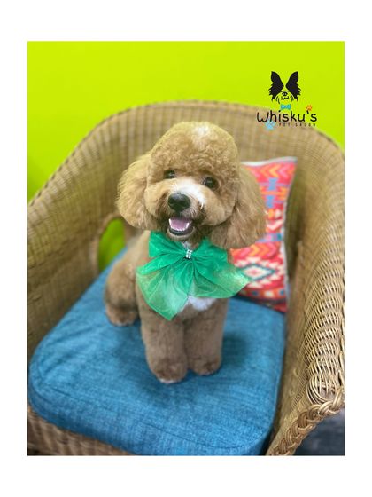 Furrybells Pet Grooming - Pet Grooming (Dogs & Cats) Breed-Specific Dog Styles photo 25